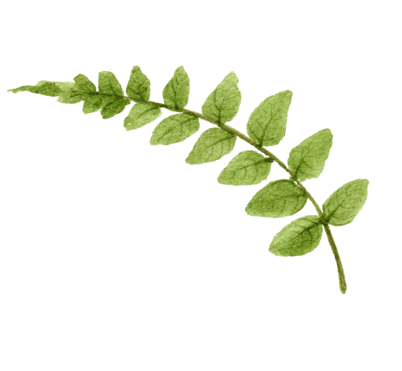 leaft